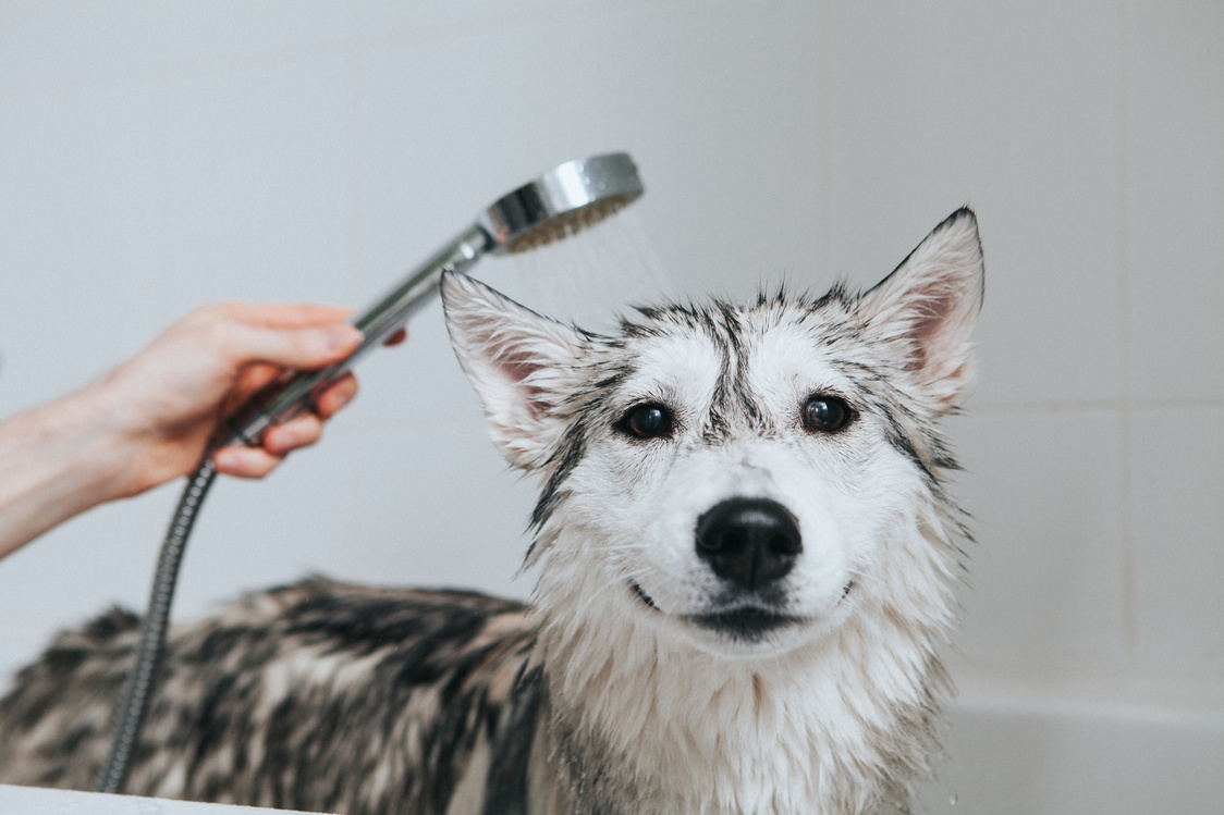 Bathing dog