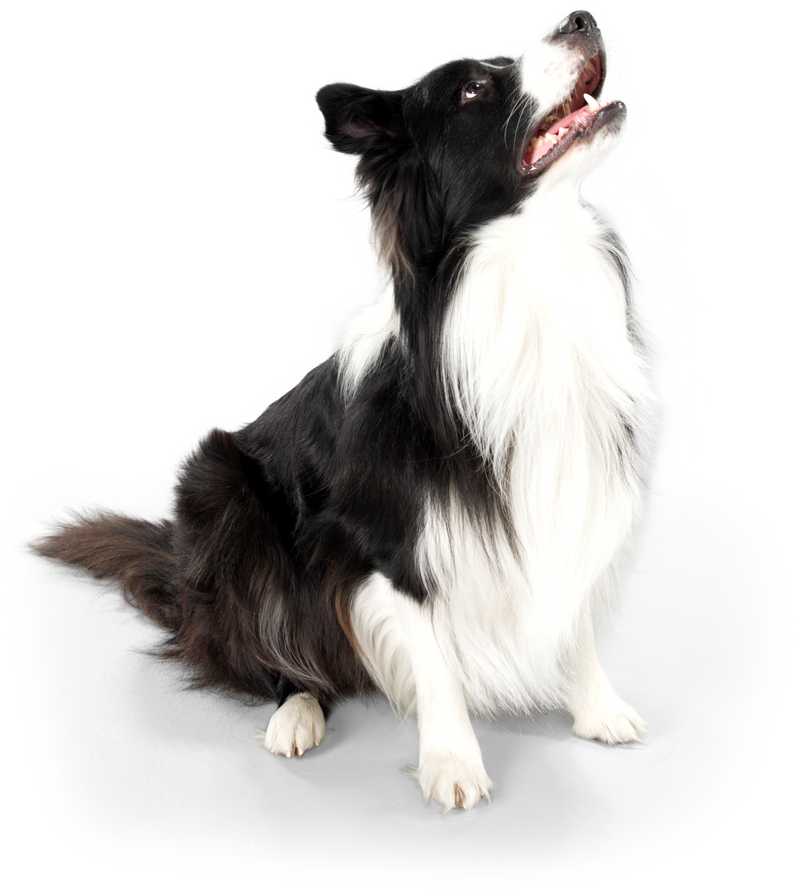 a black haired dog
