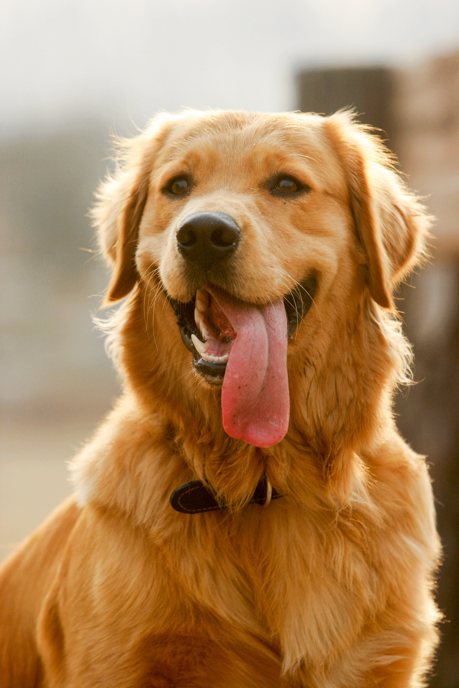 Golden Retriever dog